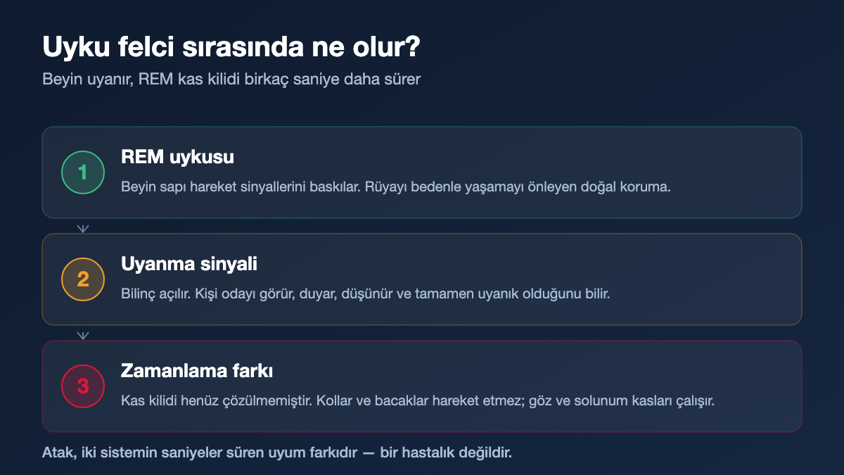 Uyku felci sırasında REM kas atonisi mekanizmasının üç aşamalı şeması